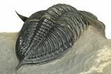 Excellent Zlichovaspis Trilobite - Atchana, Morocco #209626-3